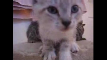 Най - Сладките Котенца На Света - Сладурчета