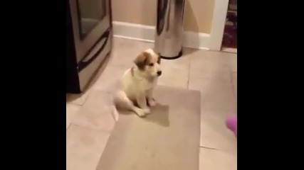 Кученце се учи да хваща