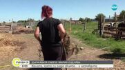 „Богатата Мария“: Майка на 4 деца отглежда над 200 овце и телета, но няма право на помощи