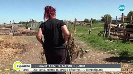 „Богатата Мария“: Майка на 4 деца отглежда над 200 овце и телета, но няма право на помощи