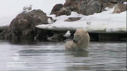Полярна мечка прави шоу във водата!