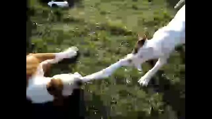 3 month pit bull vs a 6 month boxer yeah