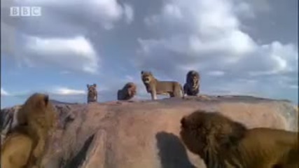 Lion fight! - Pride - Bbc animal drama 