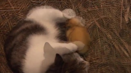 Невероятно... Котка отглежда бебета патенца изоставени от майка си