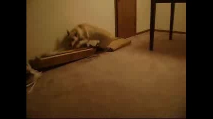 Спящото ходещо куче