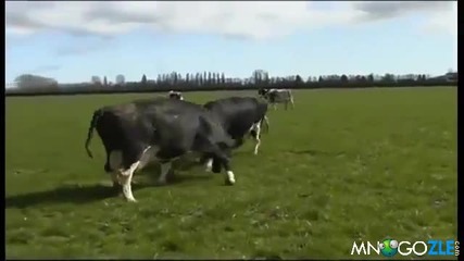 Щастливи крави се радват на пролета