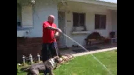 Pit Bull Trenirovka S Voda