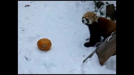 Червена панда срещу тиква