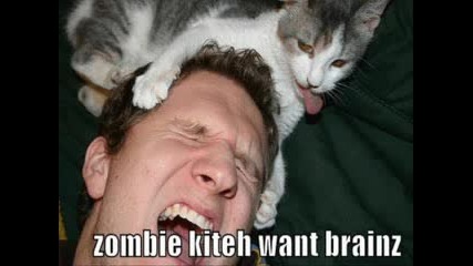 Very Funny Cats Part 3