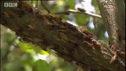 Amazing Cicada life cycle - Sir David Attenboroughs Life in the Undergrowth - Bbc wildlife 