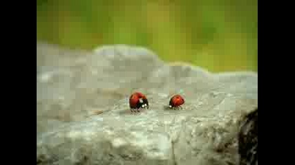 Minuscule Dvd1 Ep.08.mp4