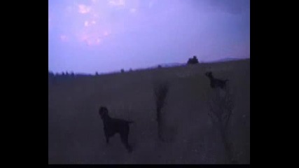 Дратхаари на стойка на яребици ...