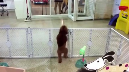 Куче танцува салса!