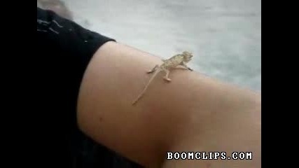 Chameleon Gets the Fly