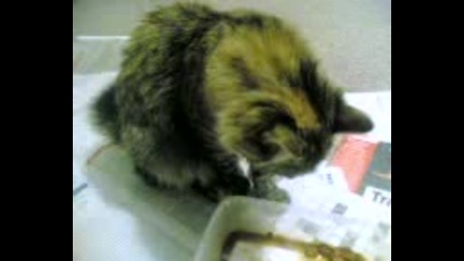 Котка яде с лапички