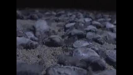 Turtles