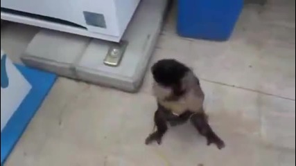 Маймуна си поръчва газирана напитка от апарат...