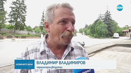 Ще има ли череши българско производство това лято