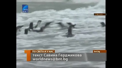 Спасиха 40 малки сини пингвинчета