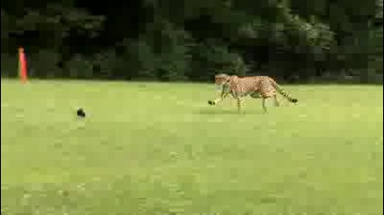 Най - бързият бозайник на планетата 