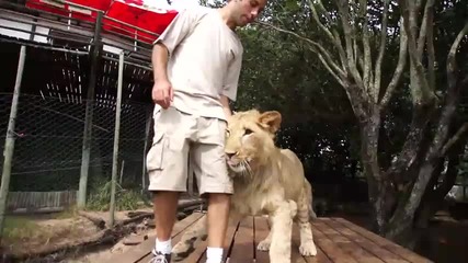 Сладки лъвчета се гушкат в човек