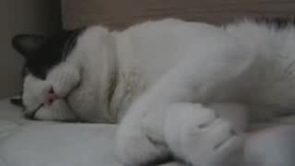 Уморено коте (: 