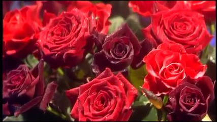 Ricky King - Rot sind die Rosen