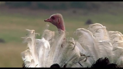 Aфриканските котки: Never Get Fresh With An Ostrich (високо Качество)