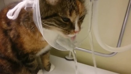 Малко котенце намира уникален начин да пие вода .