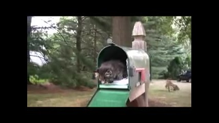 i are cute kitten
