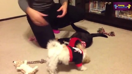 Компилация Смях !.. Cute Cats and Dogs Love Christmas Compilation