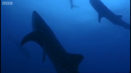 Whale Sharks Memory Test - Smart Sharks - Swimming with Roboshark - Bbc 