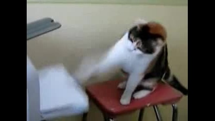 Котка срещу принтер.. 