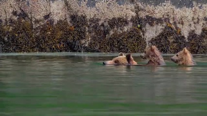 Olivia Holt - Carry On (from Disneynature Bears)