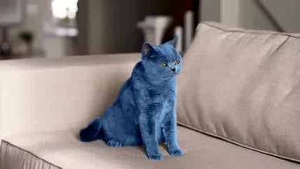 Откачена реклама на smarties "синята котка"