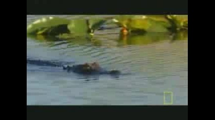 Python Vs Crocodile