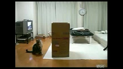 котка срещо голяма кутия