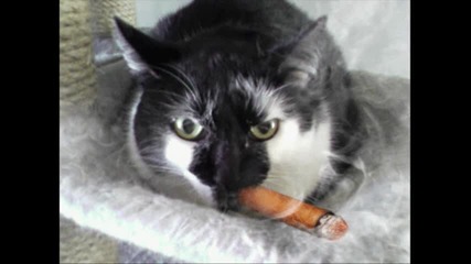 smoking cats