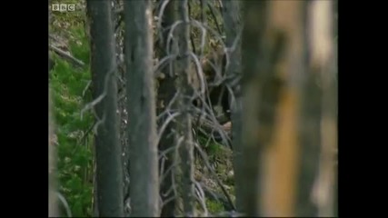 Bear Attack - Transylvania Living with Predators - Bbc