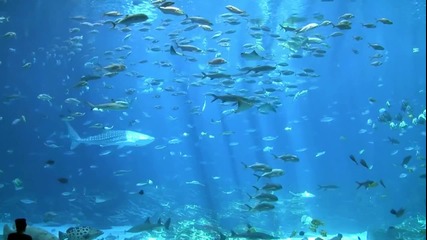 Най-големият аквариум в света - Джорджия аквариум
