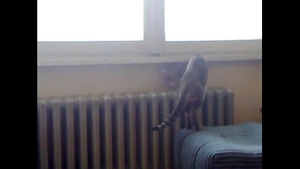 Lenny The Cat