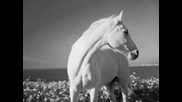 Аквариум альбом Лошадь Белая