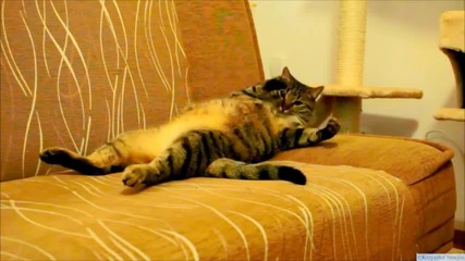 Cat Really Loves Being Vacuumed