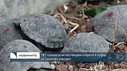 185 галапагоски костенурки открити в куфар на граничен контрол