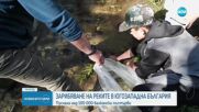 Пуснаха над 100 000 балкански пъстърви в реки в Югозападна България
