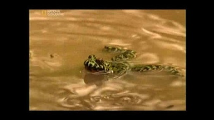 Wild Russia The secret forest Дивата Русия Тайната гора (2009) 1 Част 