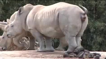 И Животните Имат Физиологични Нужди...
