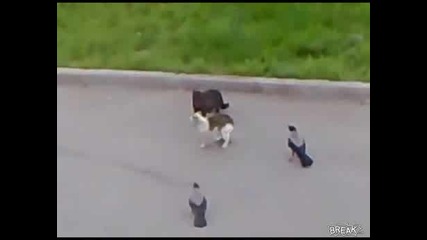 Епичен Животински Уличен Бой