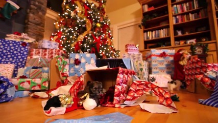 Puppy Christmas