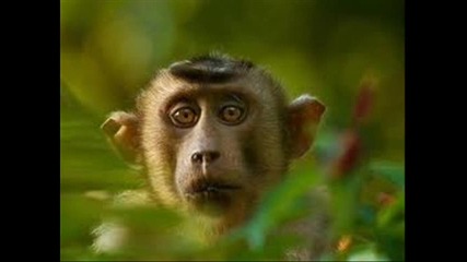 funny animals part 2